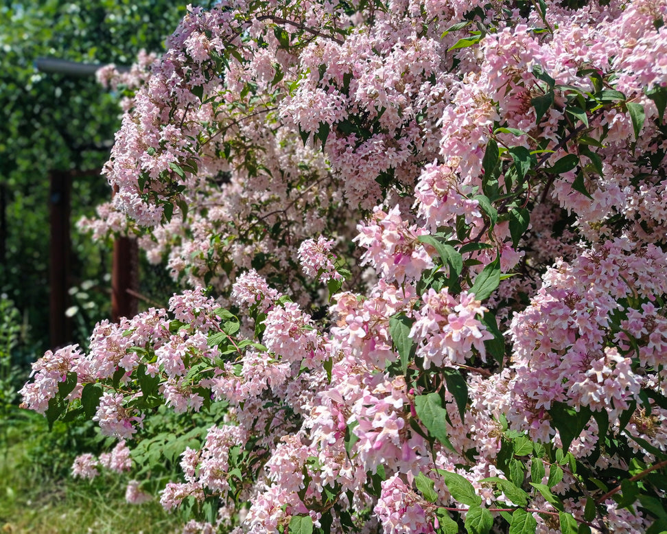Kolkwitzia amabilis