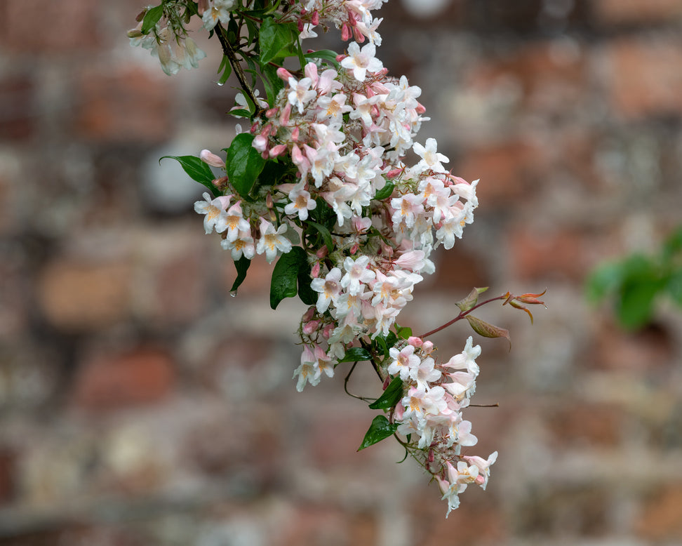 Kolkwitzia amabilis