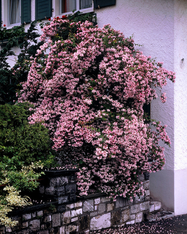 Kolkwitzia 'Pink Cloud'