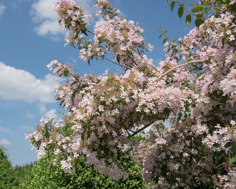 Kolkwitzia 'Pink Cloud'