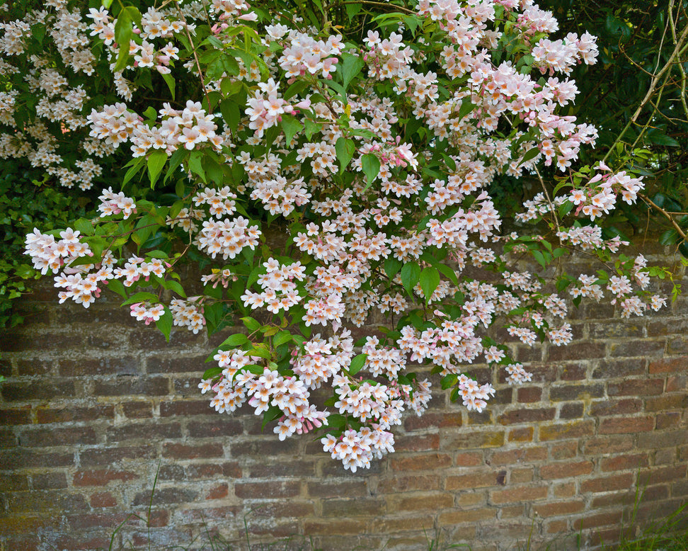 Kolkwitzia 'Pink Cloud'