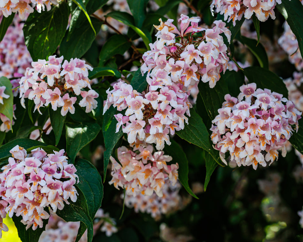 Kolkwitzia 'Pink Cloud'