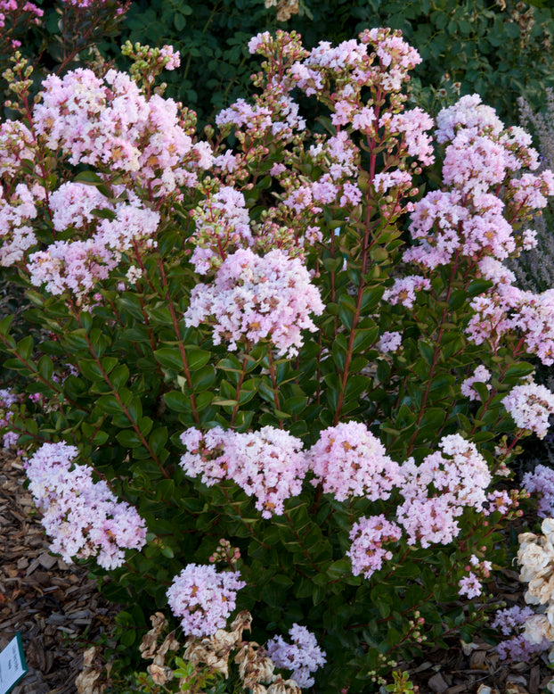 Lagerstroemia 'Babe'