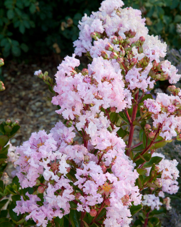 Lagerstroemia 'Babe'
