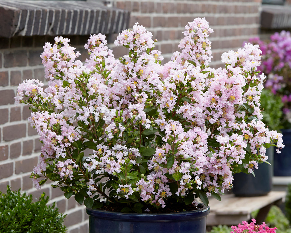 Lagerstroemia 'Babe'