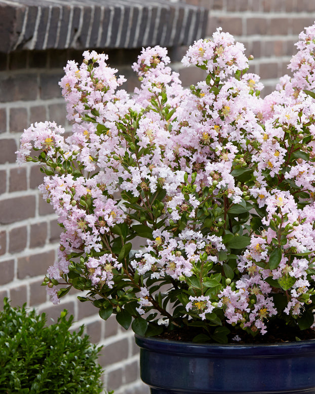 Lagerstroemia 'Babe'
