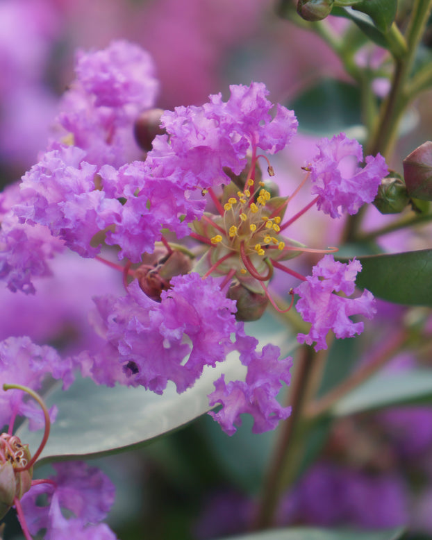 Lagerstroemia 'Eternal'
