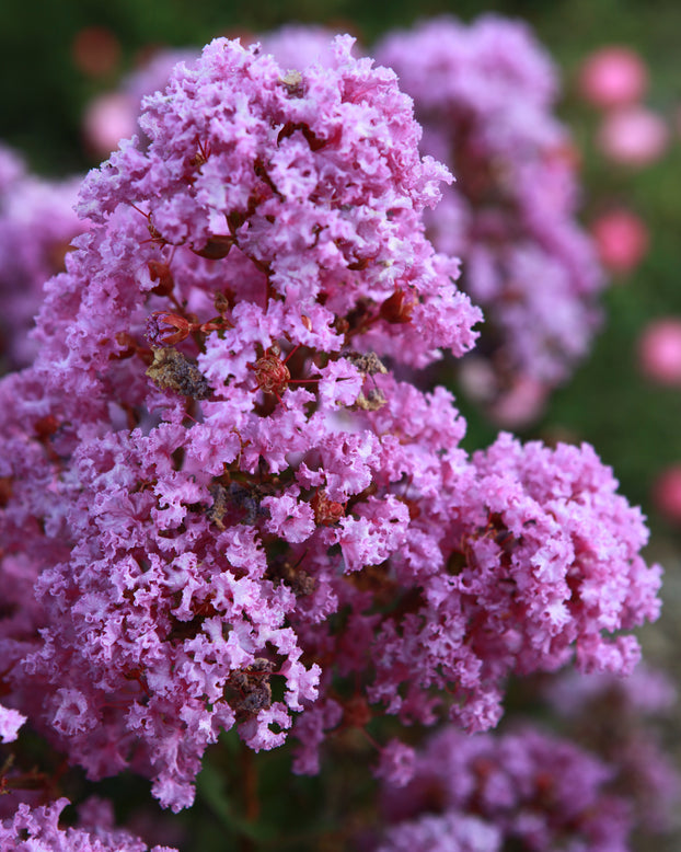 Lagerstroemia 'Eternal'