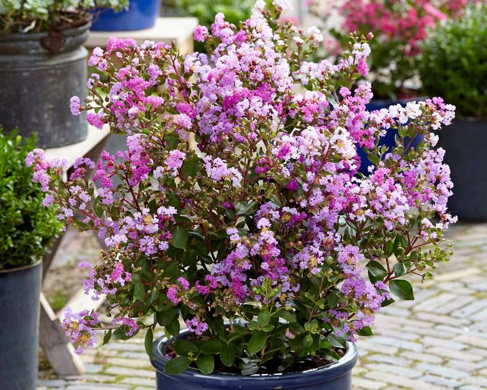 Lagerstroemia 'Eternal'