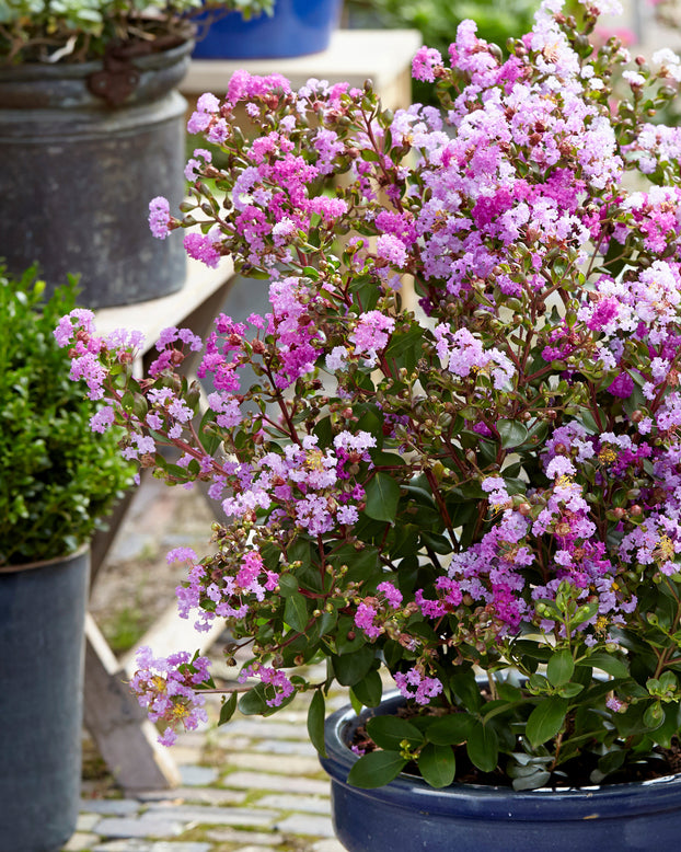 Lagerstroemia 'Eternal'