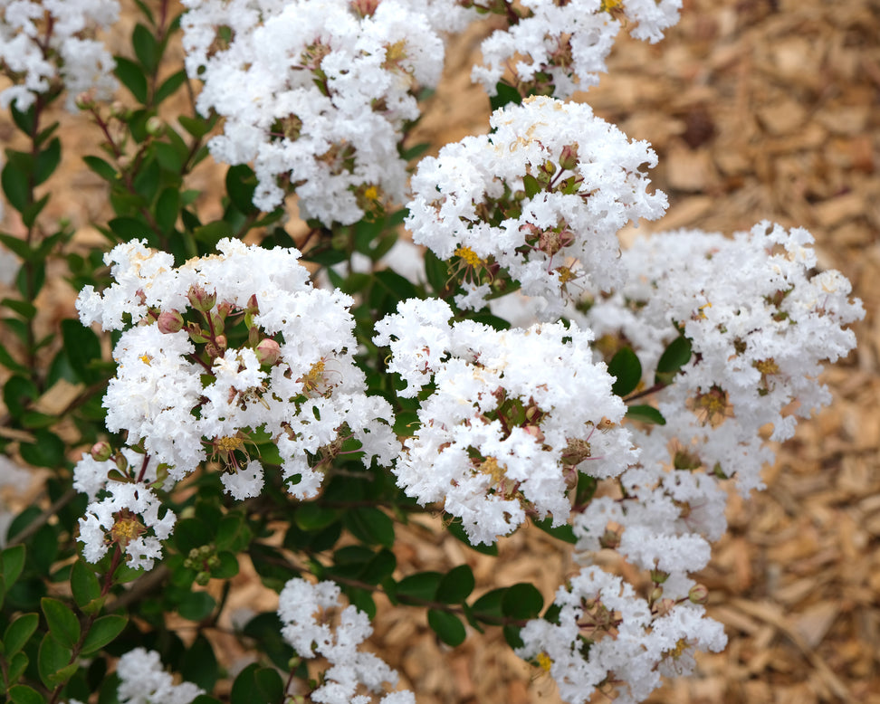 Lagerstroemia 'Virgin'