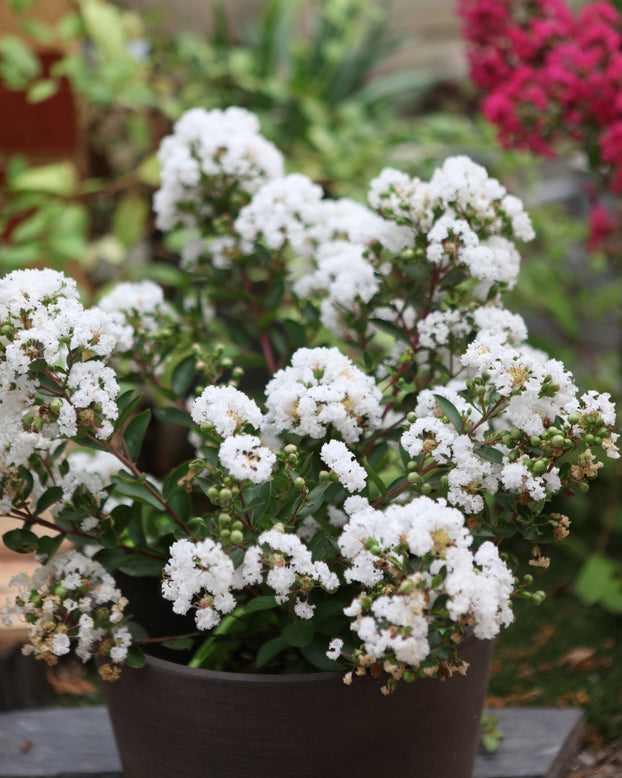 Lagerstroemia 'Virgin'