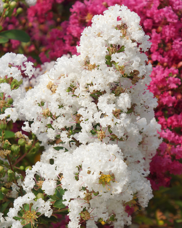 Lagerstroemia 'Virgin'