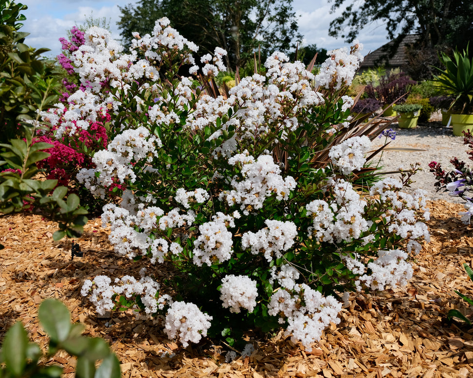 Lagerstroemia 'Virgin'