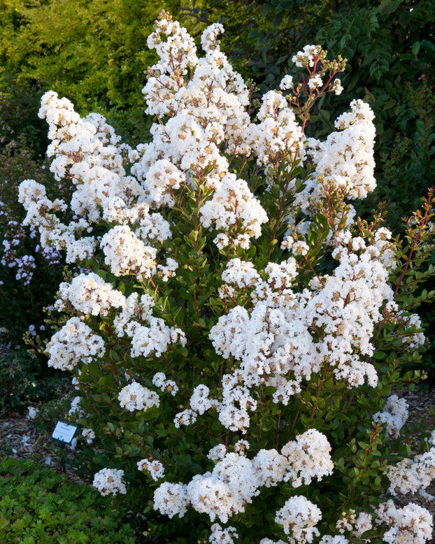 Lagerstroemia 'Virgin'