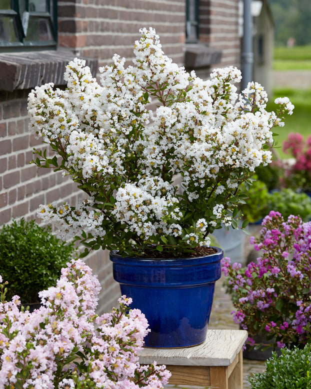 Lagerstroemia 'Virgin'