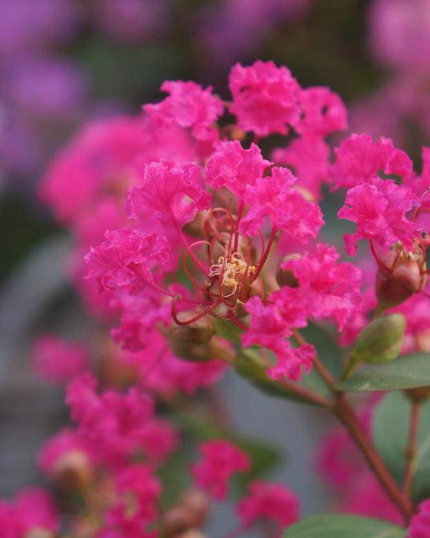 Lagerstroemia 'Kiss'