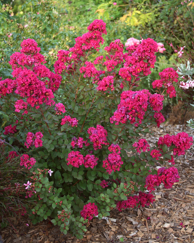 Lagerstroemia 'Kiss'