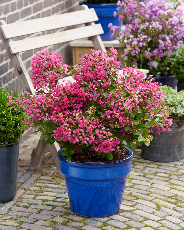 Lagerstroemia 'Kiss'