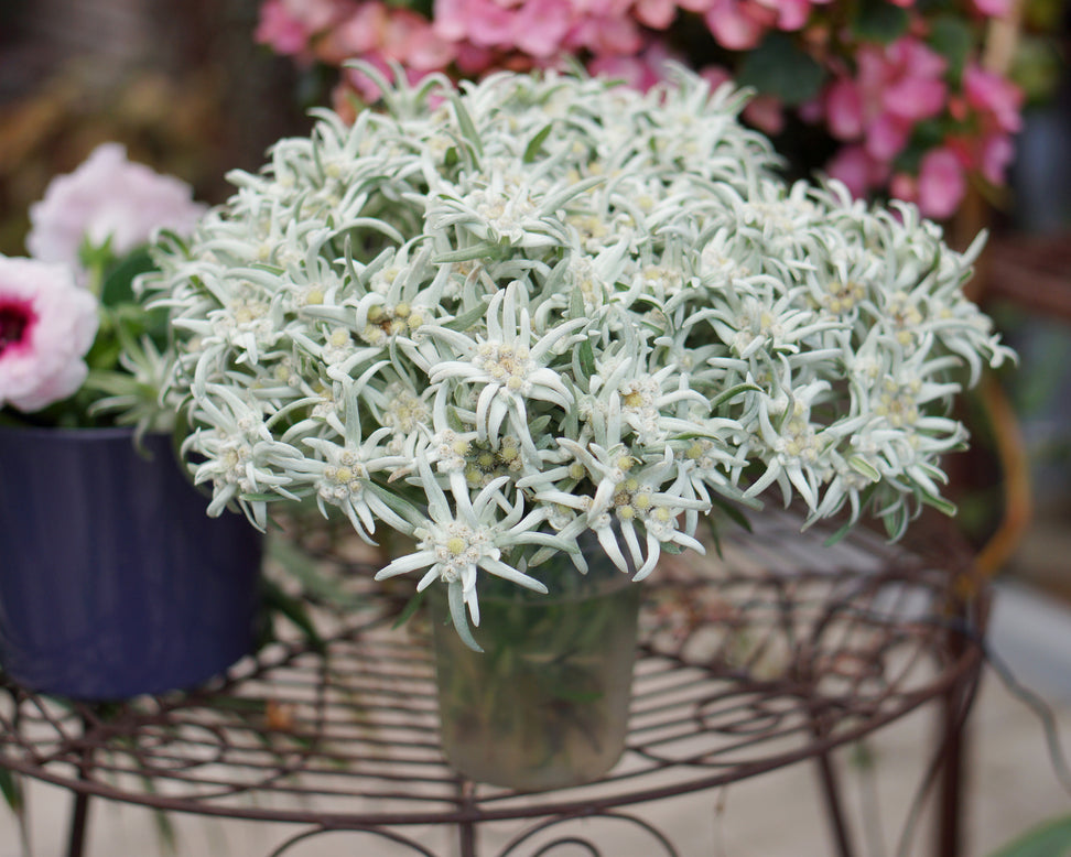 Leontopodium 'Blossom of Snow'
