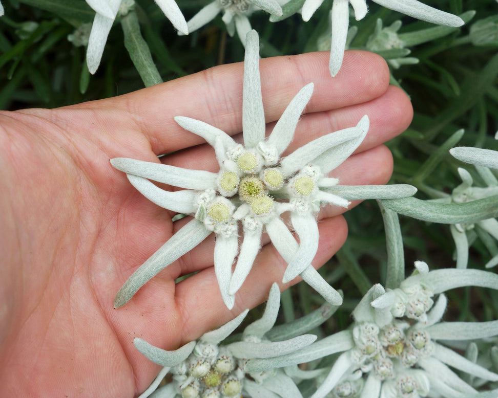 Leontopodium 'Blossom of Snow'
