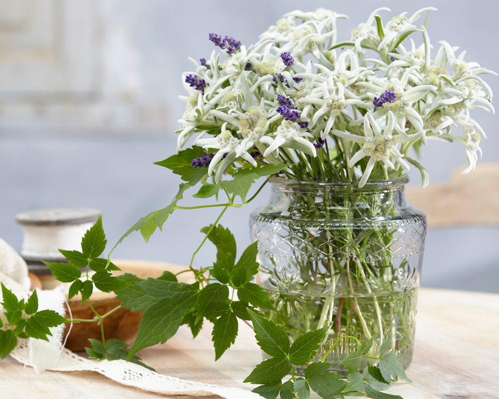 Leontopodium 'Blossom of Snow'