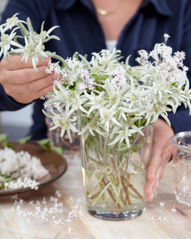 Leontopodium 'Blossom of Snow'