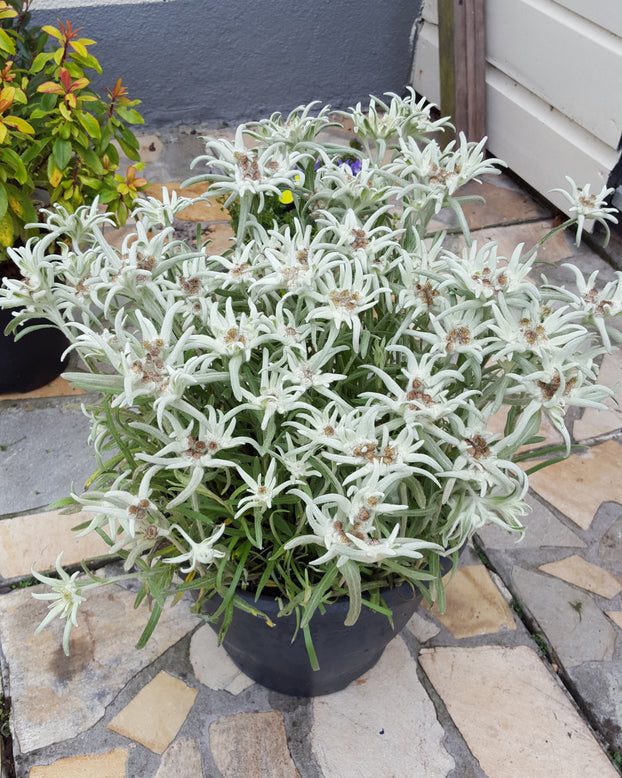 Leontopodium 'Blossom of Snow'