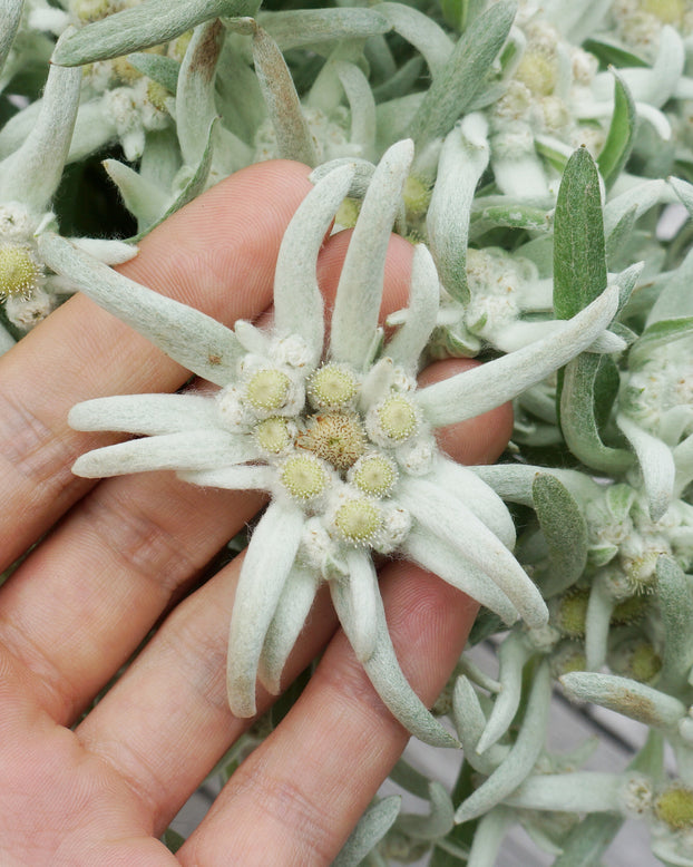 Leontopodium 'Blossom of Snow'