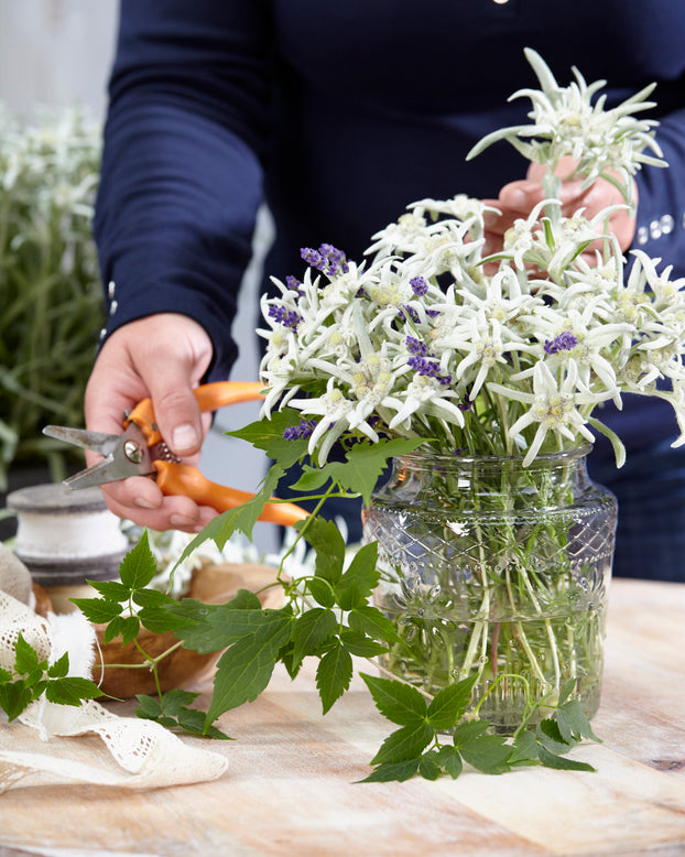 Leontopodium 'Blossom of Snow'