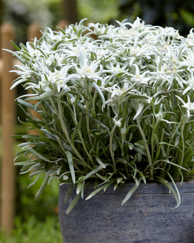 Leontopodium 'Blossom of Snow'