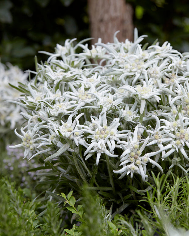 Leontopodium 'Blossom of Snow'