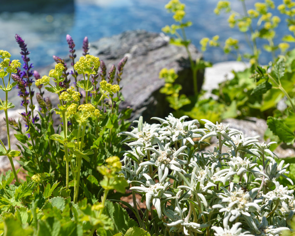 Leontopodium 'Blossom of Snow'