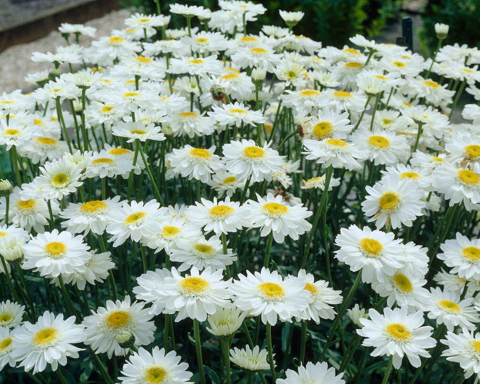 Leucanthemum 'Sunny Side Up'
