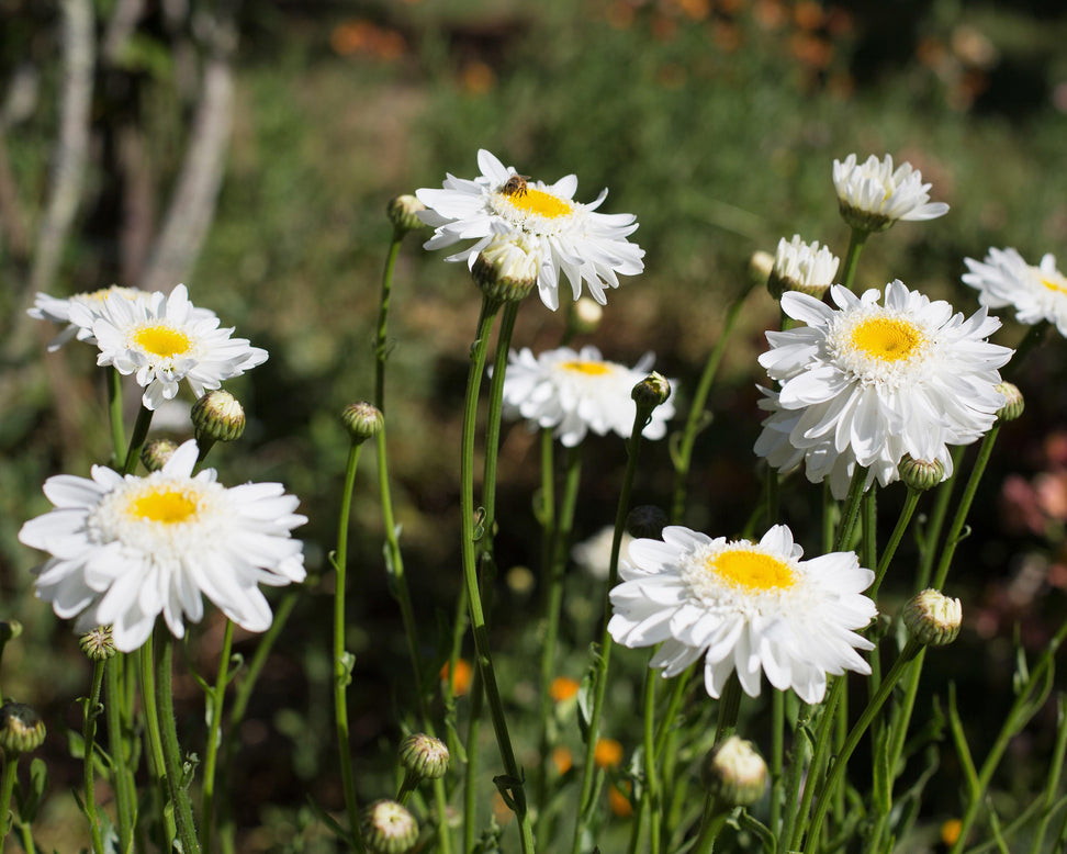 Leucanthemum 'Sunny Side Up'
