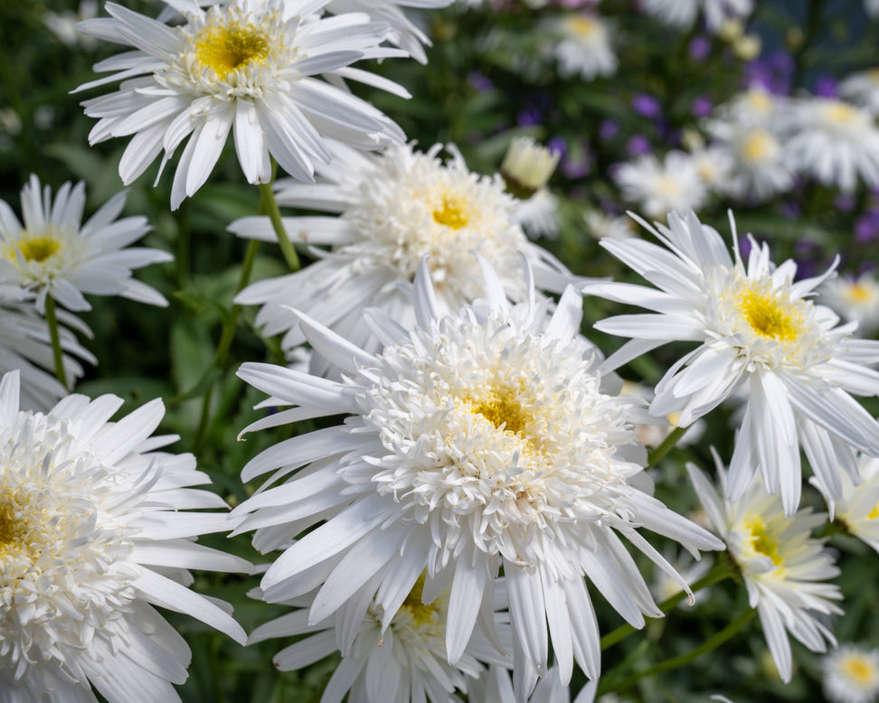 Leucanthemum 'Wirral Supreme'