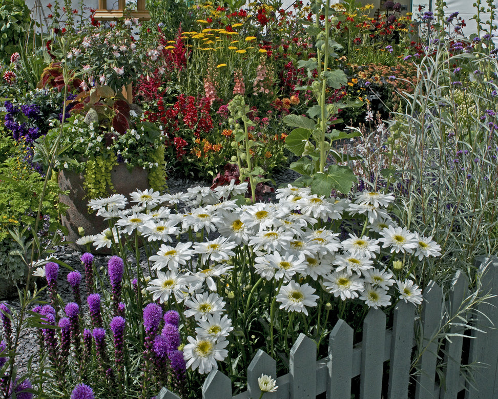 Leucanthemum 'Wirral Supreme'