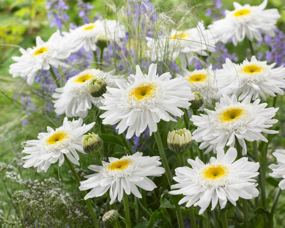 Leucanthemum 'Wirral Supreme'