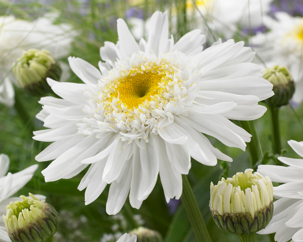 Leucanthemum 'Wirral Supreme'