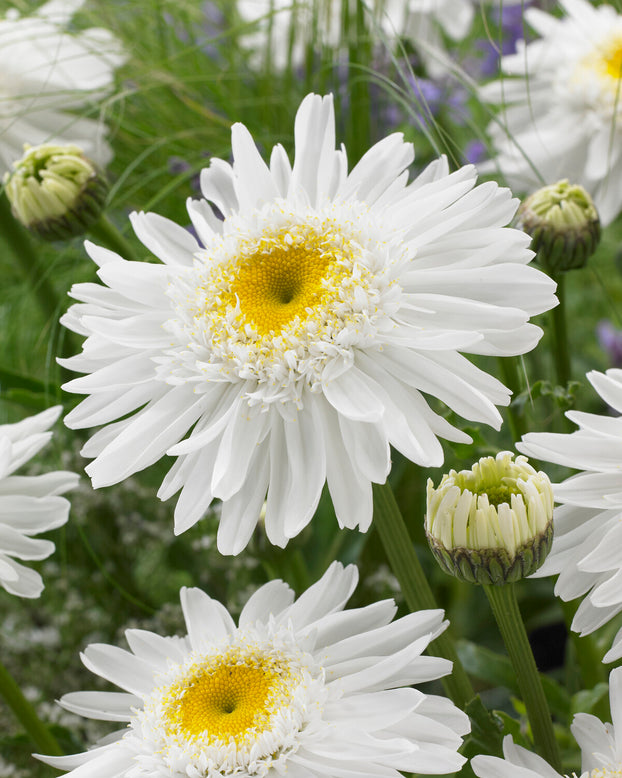 Leucanthemum 'Wirral Supreme'