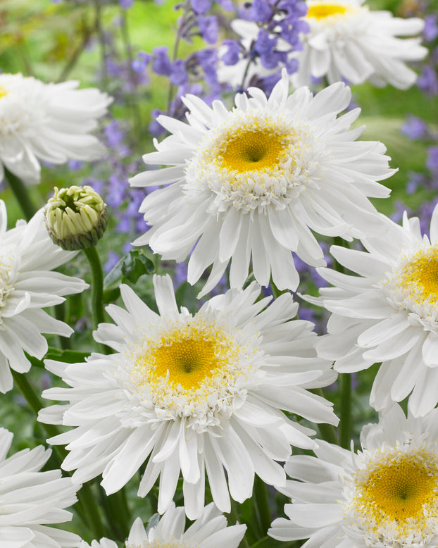 Leucanthemum 'Wirral Supreme'