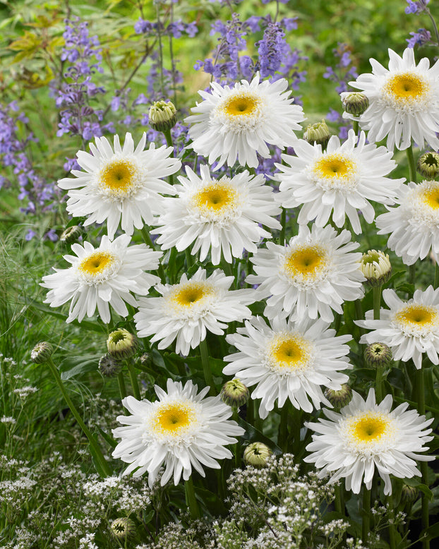 Leucanthemum 'Wirral Supreme'