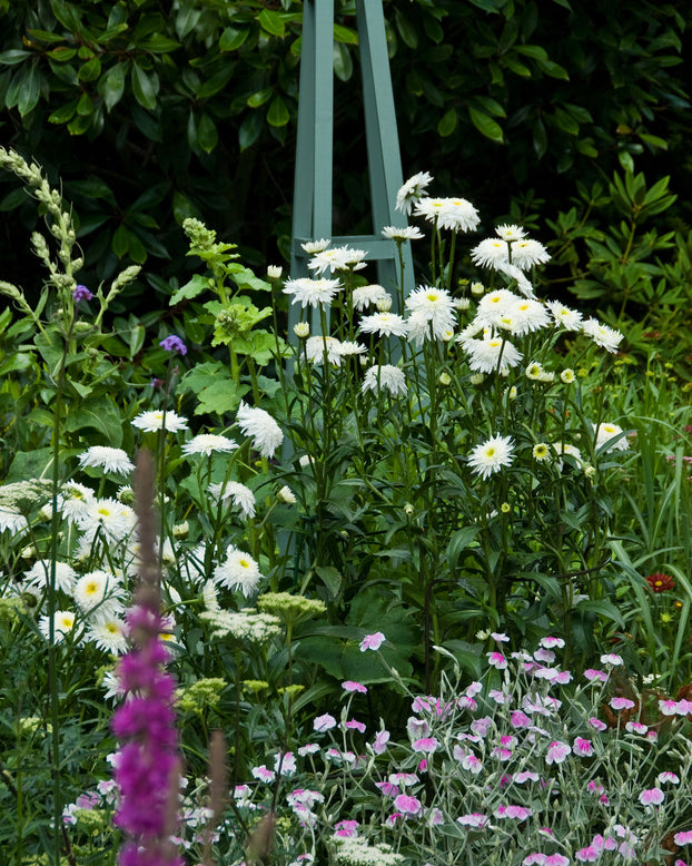 Leucanthemum 'Wirral Supreme'