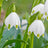 Leucojum