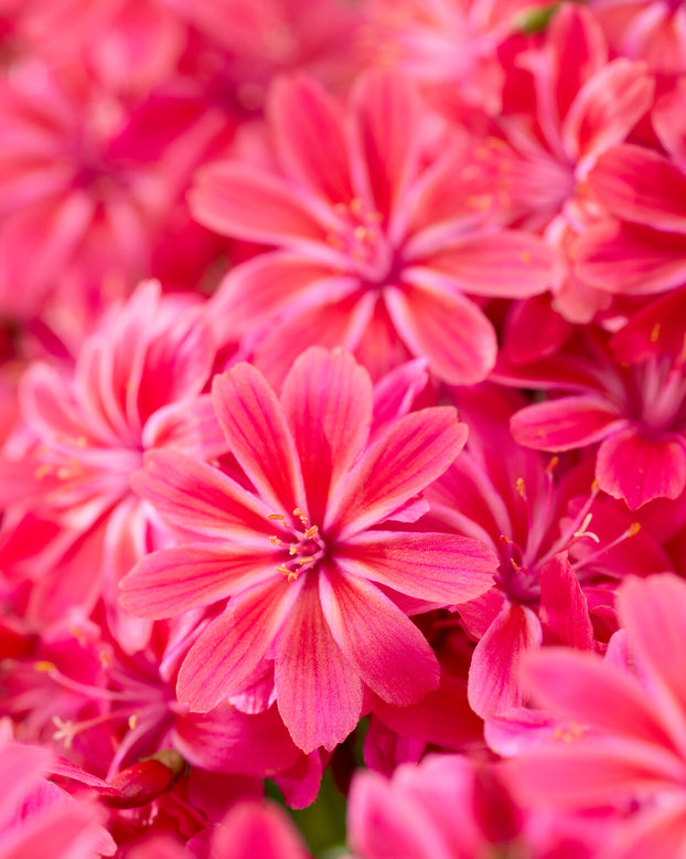 Lewisia 'Safira Coral'
