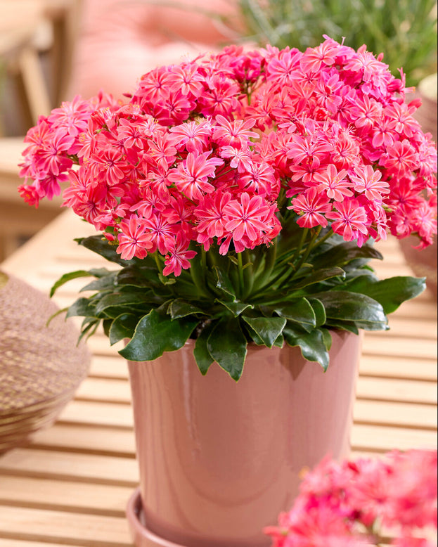 Lewisia 'Safira Coral'
