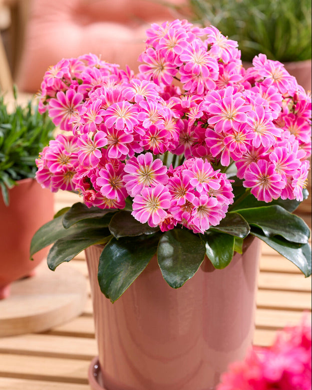 Lewisia 'Safira Tropic Pink'