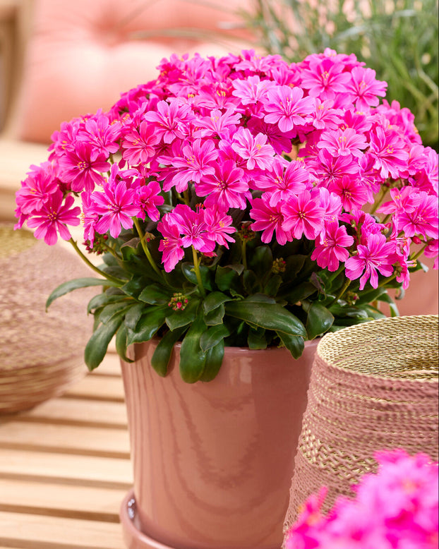 Lewisia 'Safira Violet'