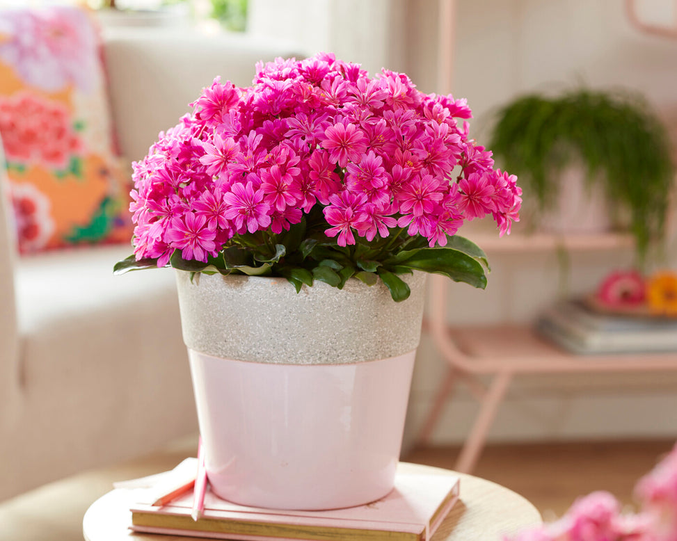 Lewisia 'Safira Violet'