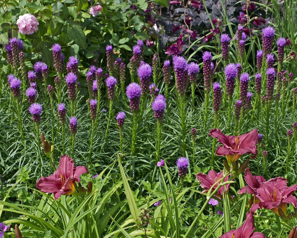 Liatris 'Kobold'